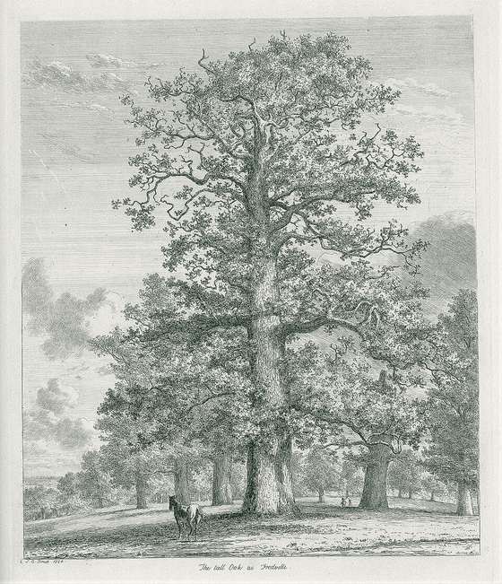 An etching of a tall oak standing among others in a park, a horse grazing at its foot
