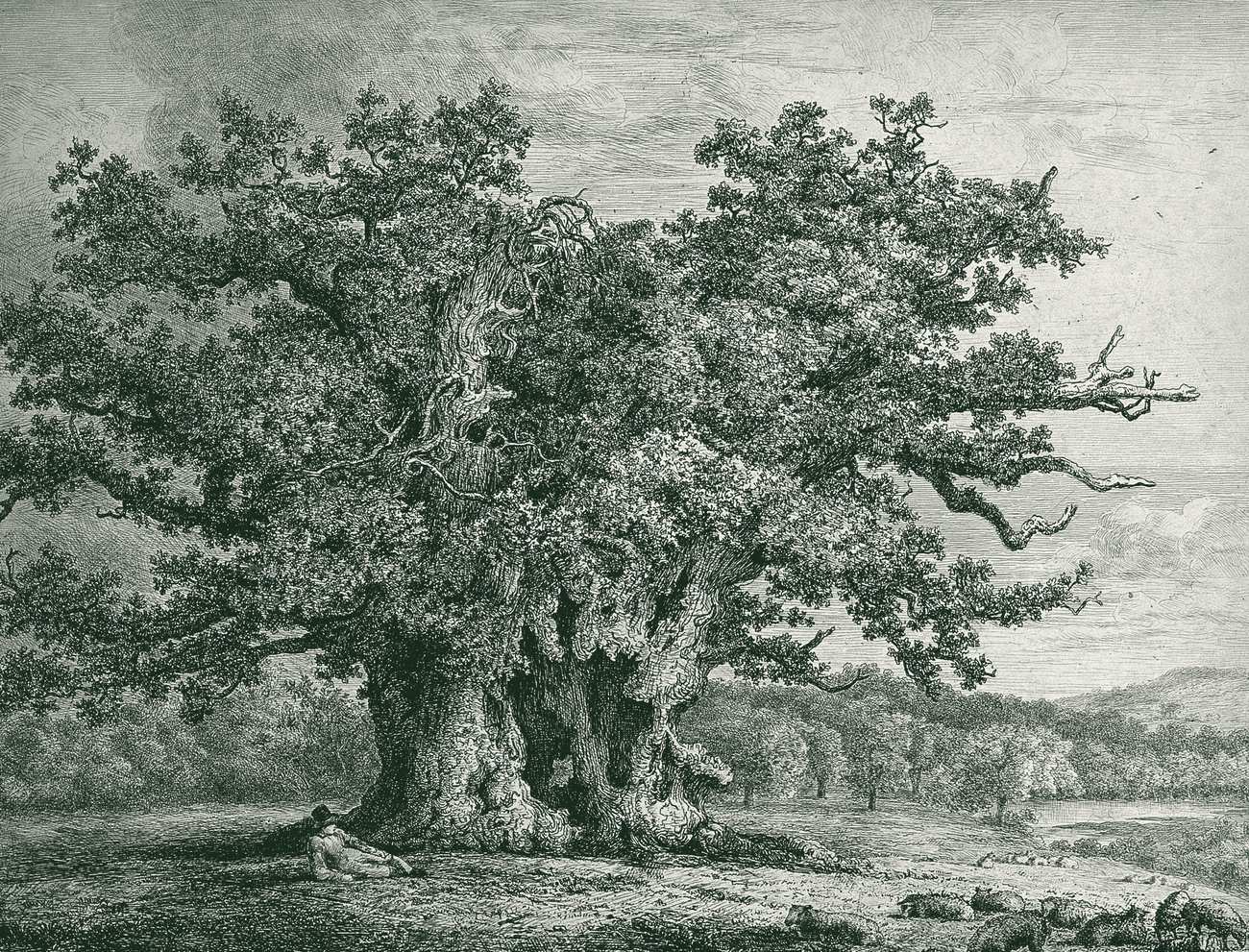 An etching of an ancient hollow oak, a shepherd resting at its foot. Keyed: 1 at the roots, 2 on the long reaching bough, 3 an inset drawing of an acorn.